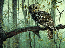 Load image into Gallery viewer, owl paint by numbers