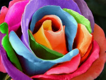 Load image into Gallery viewer, Multi-color Rose - Paint with Diamonds