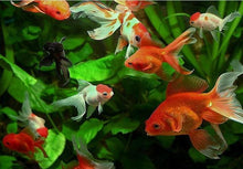Load image into Gallery viewer, Gold Fish in the Water Painting by Number Set