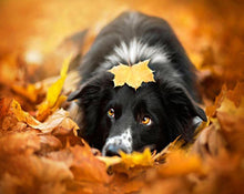 Load image into Gallery viewer, cute dog painting by numbers
