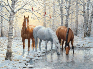 Wild Beautiful Horses
