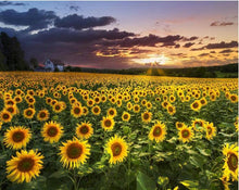 Load image into Gallery viewer, sunflowers diamond painting