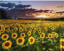 Load image into Gallery viewer, Sunflower Field