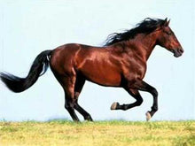 Load image into Gallery viewer, Horse Paint with Diamonds Kit