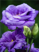 Load image into Gallery viewer, Flowers Painting Kits