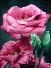 Load image into Gallery viewer, Flowers Painting Kits