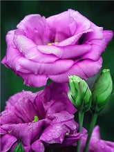 Load image into Gallery viewer, Flowers Painting Kits