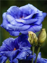 Load image into Gallery viewer, Flowers Painting Kits