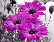 Load image into Gallery viewer, floral diamond painting