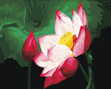 Load image into Gallery viewer, Blooming Flower &amp; Bud Paint by Numbers