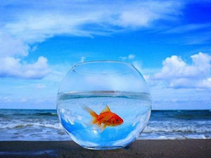 Gold Fish Paint by Diamonds