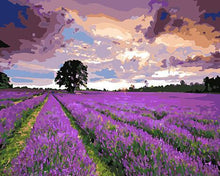 Load image into Gallery viewer, Lavender Fields Paint by Numbers