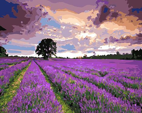 Lavender Fields Paint by Numbers