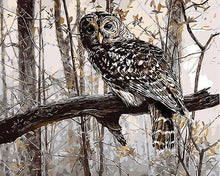 Load image into Gallery viewer, Owl Paint by Numbers
