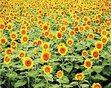 Load image into Gallery viewer, Radiant Sunflower Field Paint by Numbers