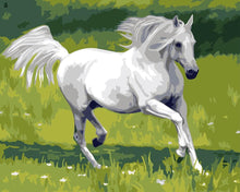 Load image into Gallery viewer, horse paint by numbers