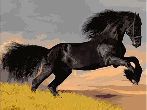 black horse paint by number