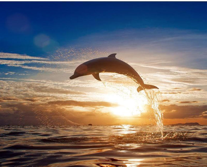 Jumping Dolphin in the Sunset Painting - Paint by Digits