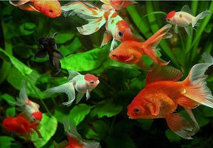 Gold Fish in the Water Painting by Number Set