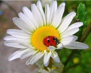 Ladybird on Flower Painting with Diamonds