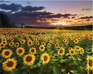 sunflowers diamond painting