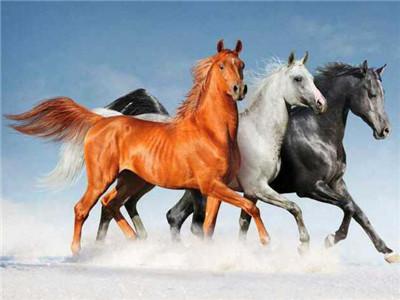 Stunning Photo or Running Horses in White brown and Black Colors