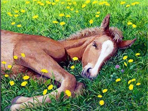 Colt in the flowers field Painting