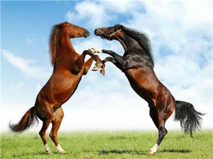 Horse Diamond Painting