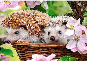 Hedgehog Couple