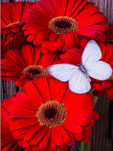 Butterfly on Flowers