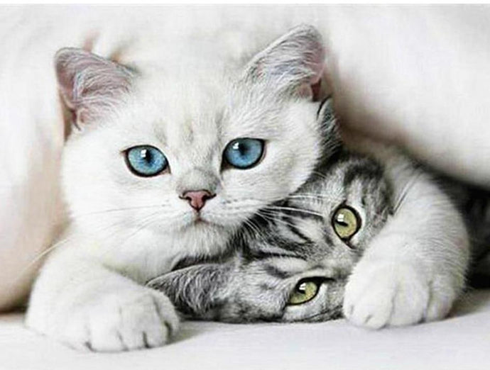 Gorgeous Cats