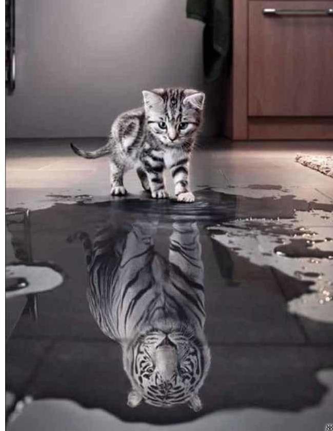 Cat in the Mirror